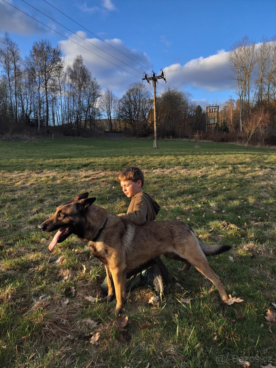 Belgický ovčák Malinois – hlídač, srdcem mazel - 2