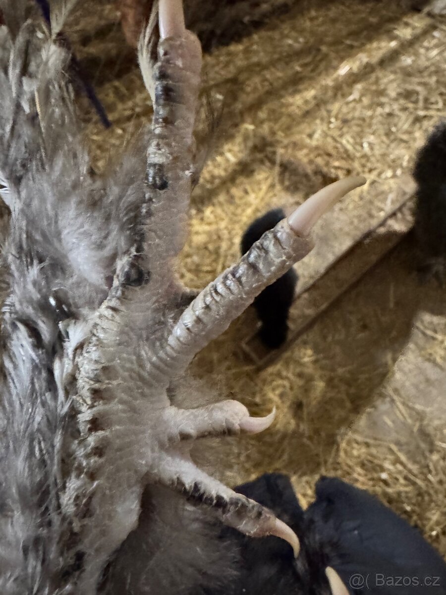 Hedvábníčky velké vousatá - 2