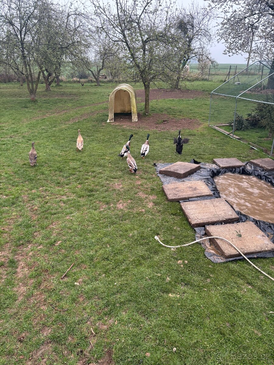 Indický běžec - 2