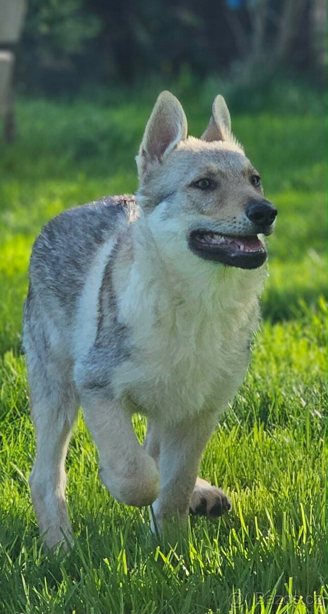 československý vlčák - 2