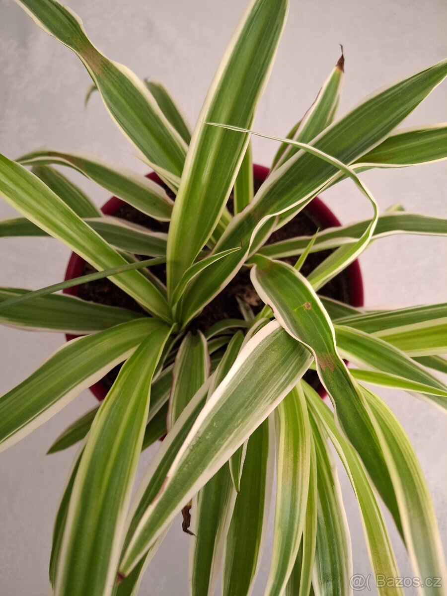 Pokojova rostlina zelenec 3 + 3 - 2