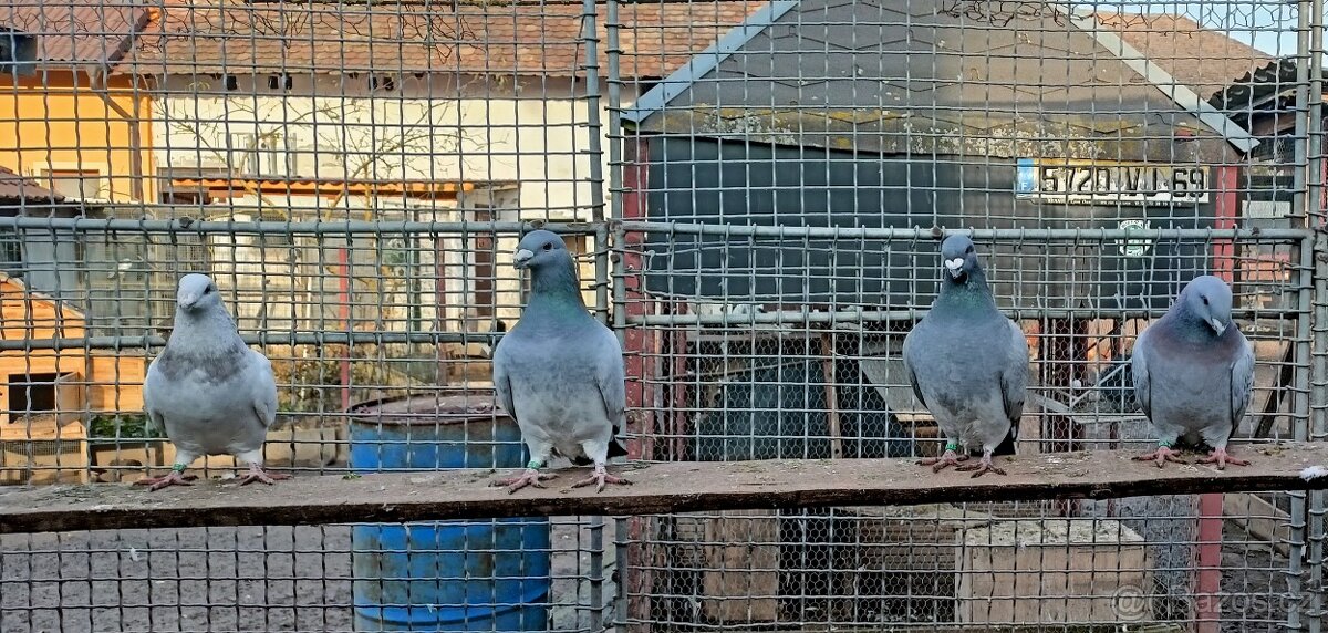 Prodám Americký výstavní holubi - 2