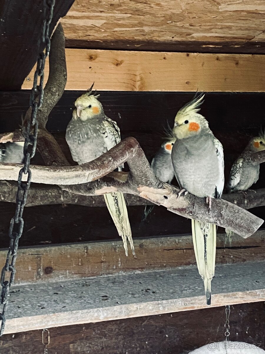 Korela chocholatá - 2