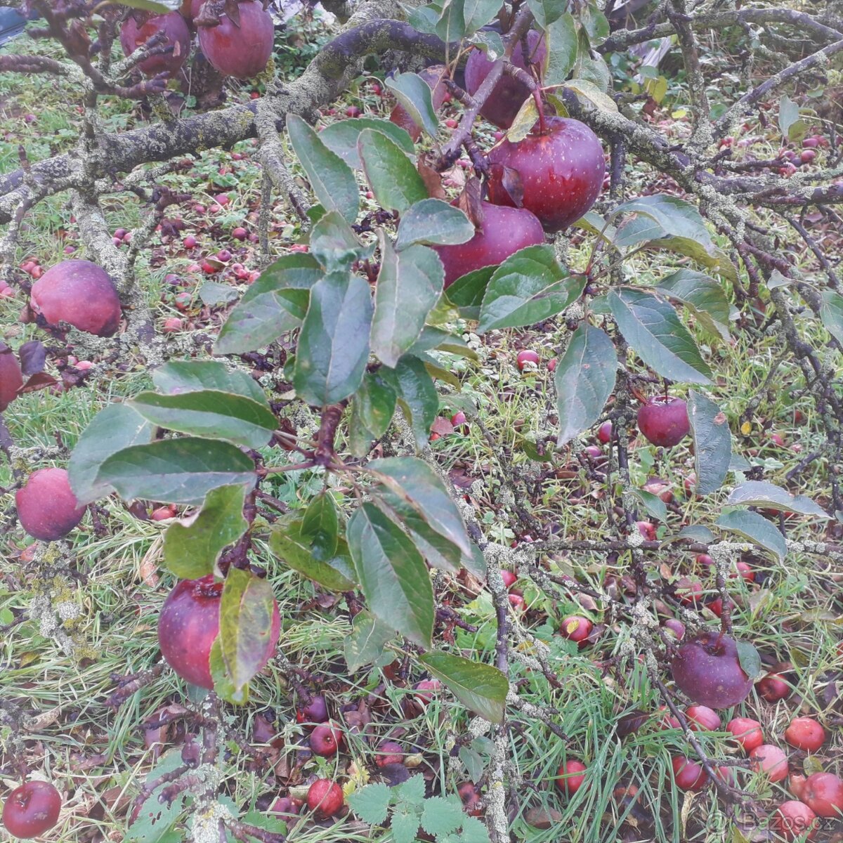 Jablka červená šťavnatá z vlastní zahrádky na prodej - 2