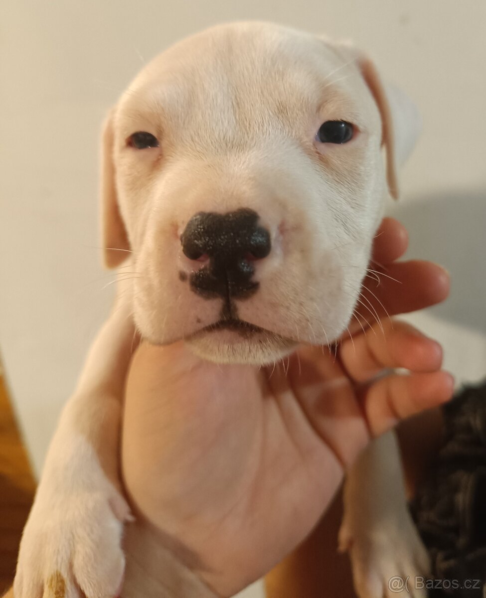 Štěňata americký stafordšírský teriér - 2