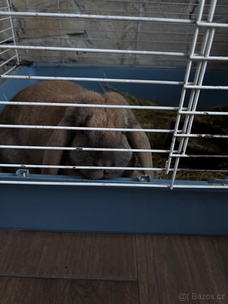 Králík s klecí daruji - 2