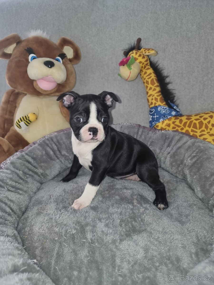 Boston terier Bostonský terier - 2