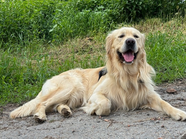 Fešák Alex hledá nevěstu - 2