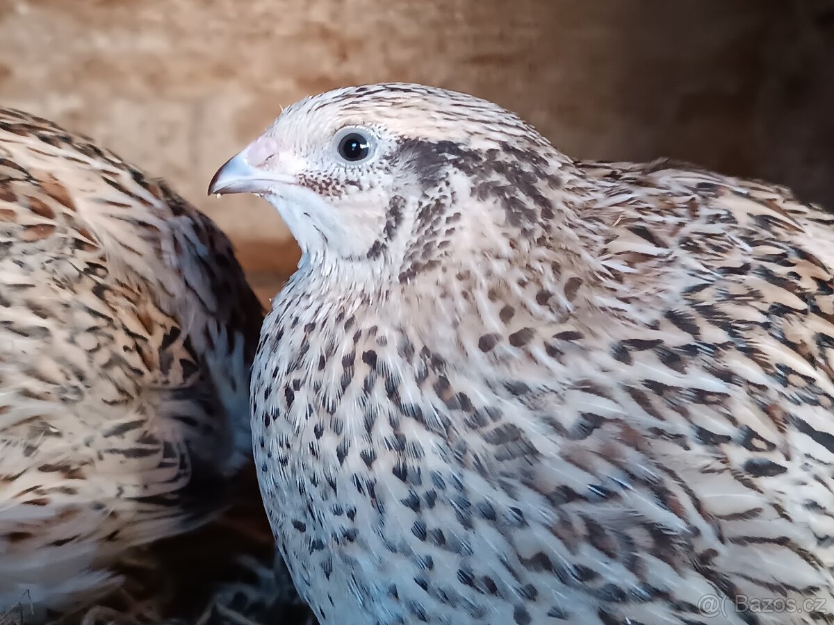 Prodám křepelky japonské - 2