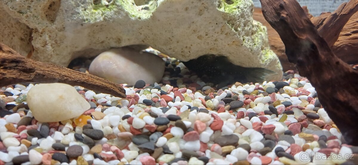 Zařízené akvárium - 2