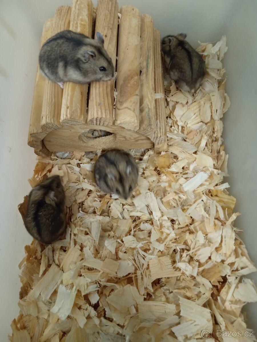 Křečík džungarský - 2