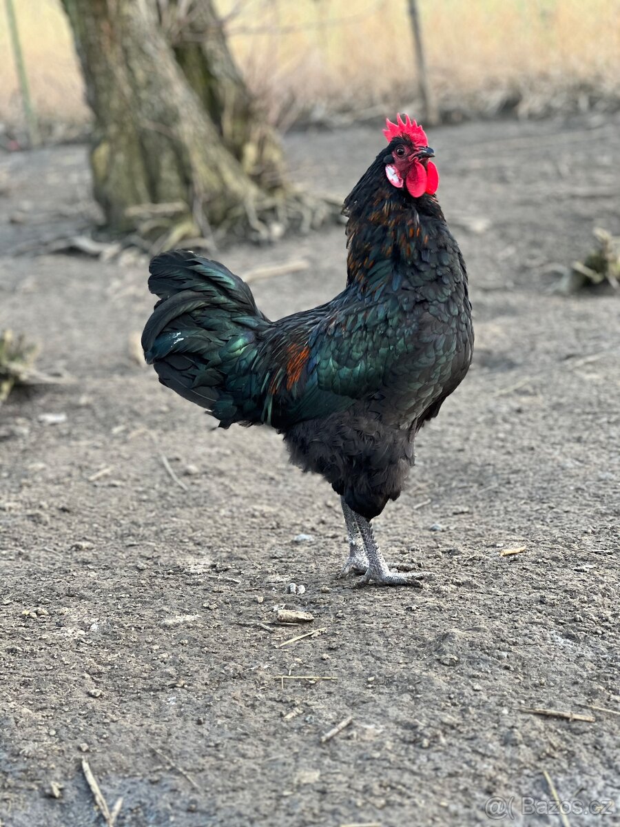 Loňský kohout - 2