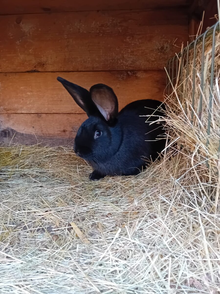 Kříženci BO a hyly - 2