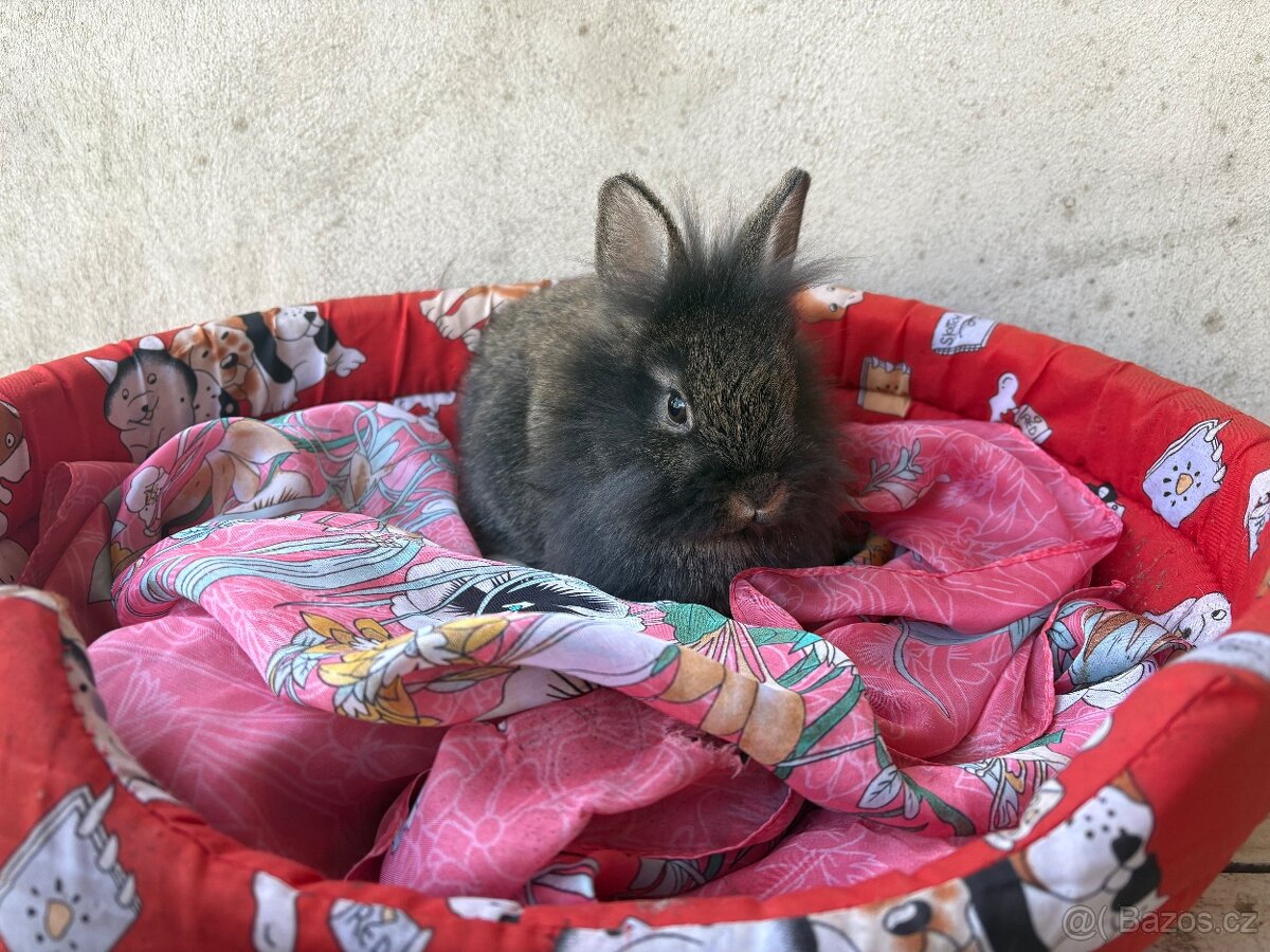 🐰🐰zakrslý králík 1x samec 1x samička - 2