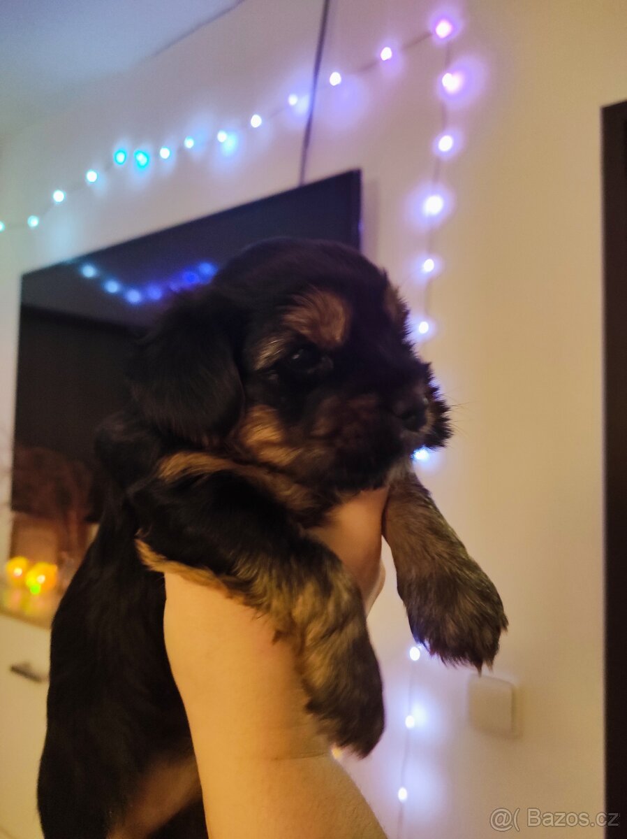 jorksirsky terier - 2