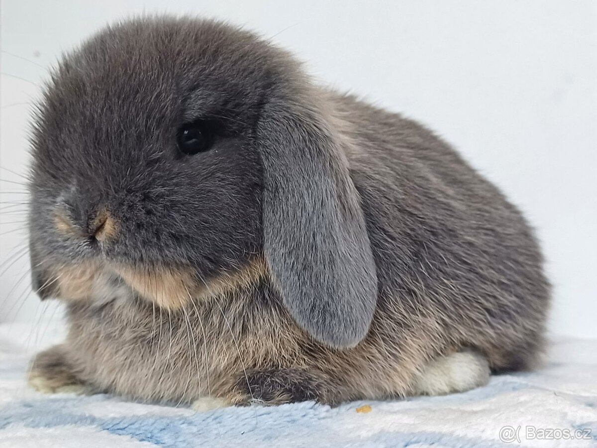 Minilop Samička Blue Otter - 2