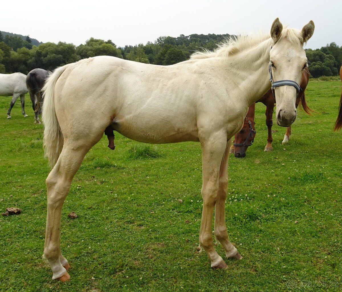 Prodám hřebce Kůň Kinský, - 2