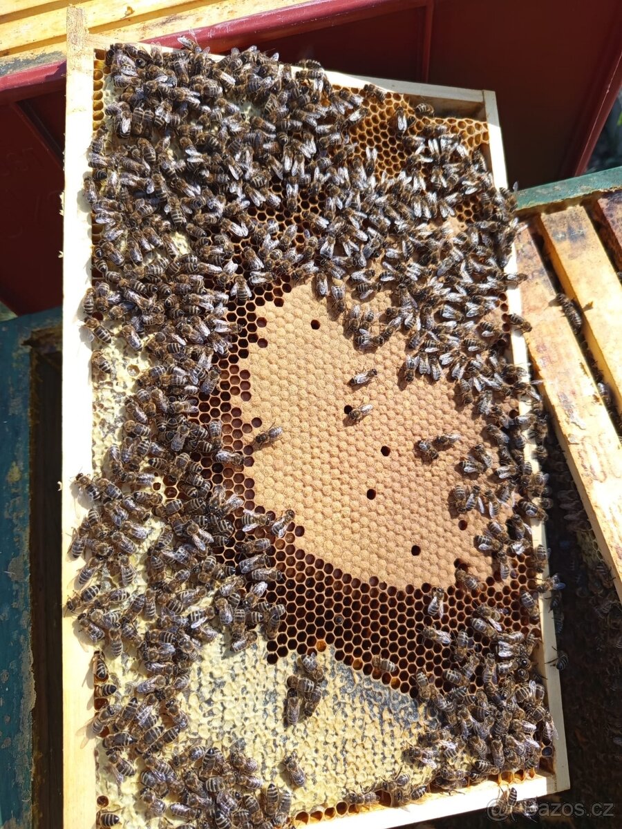 Prodej vyzimovaných včelstev - 2