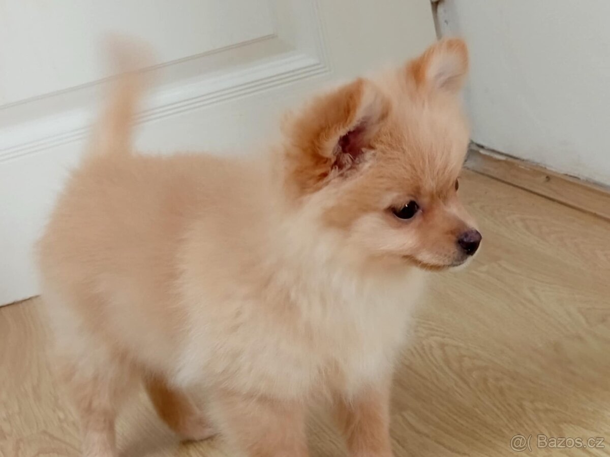 Německý Špic / Malý / Trpasličí X Pomeranian - 2