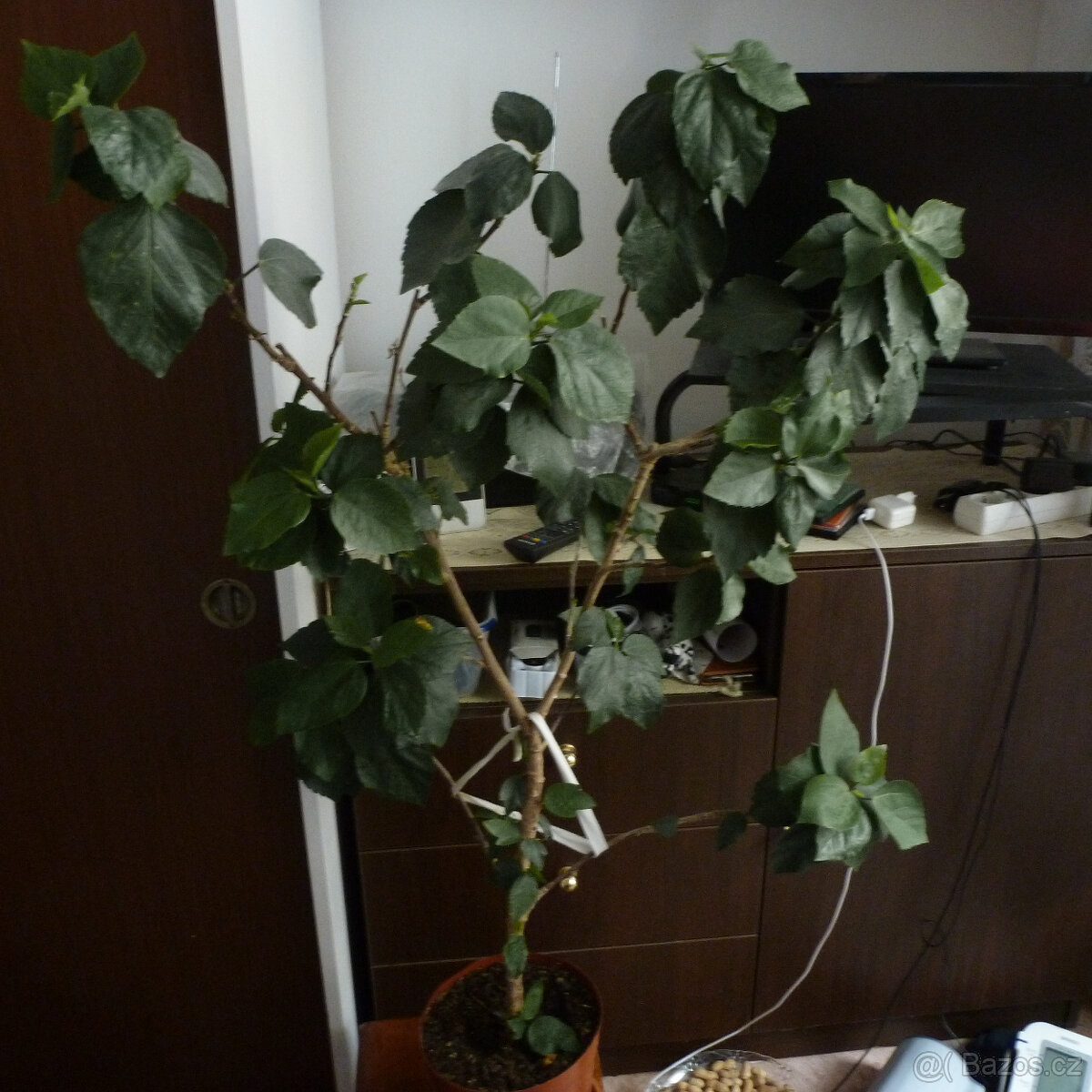 Pokojový ibišek - 2