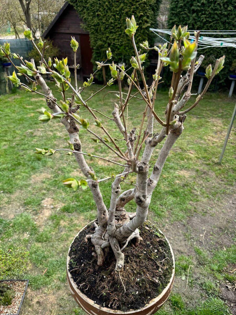 Bonsaj bonsai Japonský Šeřík - 2
