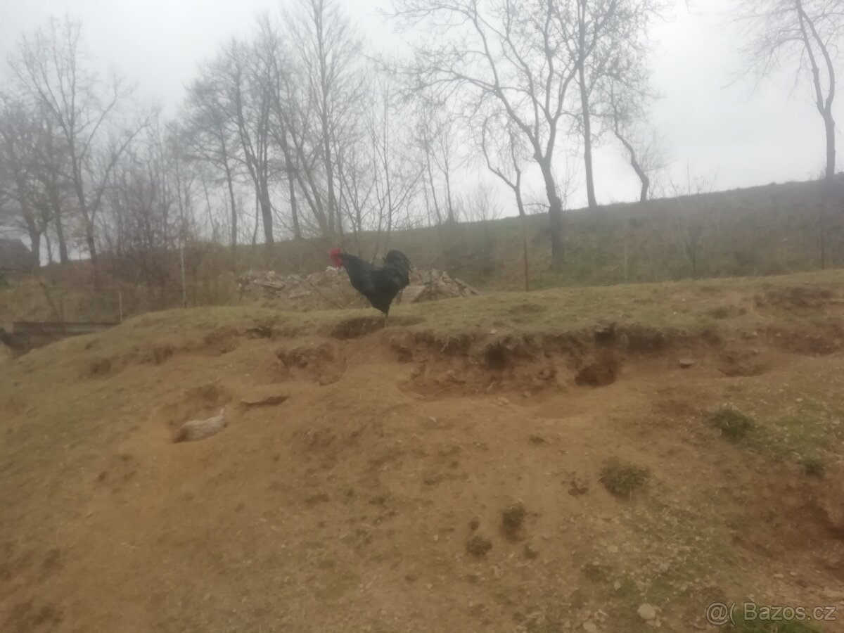 Prodám kohouty - 2