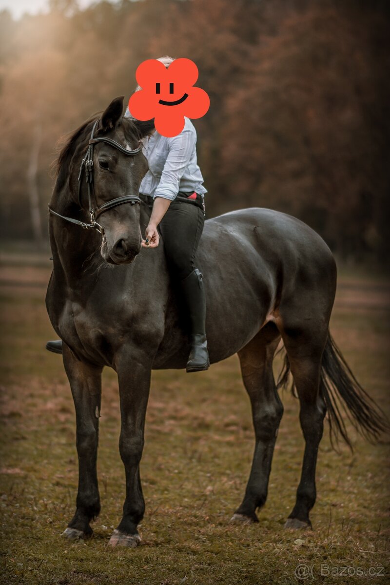 Český teplokrevník - Společník - 2