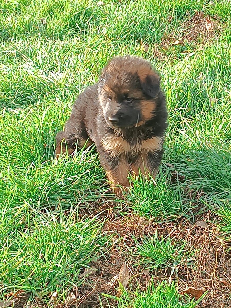 NĚMECKÝ OVČÁK s PP - 2