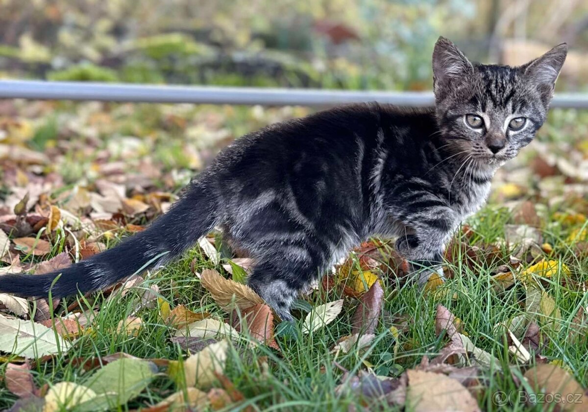 Darujeme roztomilá koťátka - 2