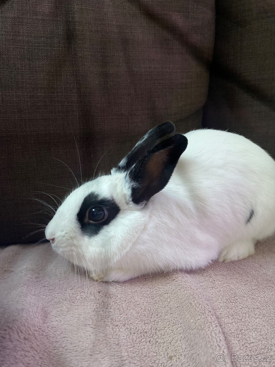 Zakrslí králíček - bílo černý s ušima nahoru - 2