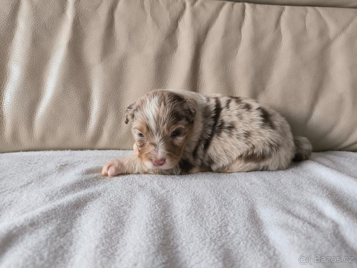 Australsky ovčak - 2