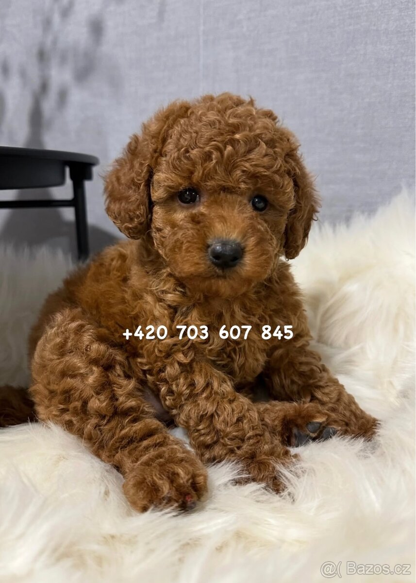 Chlapeček toy pudl | TOY POODLE red brown boy Gregy - 2