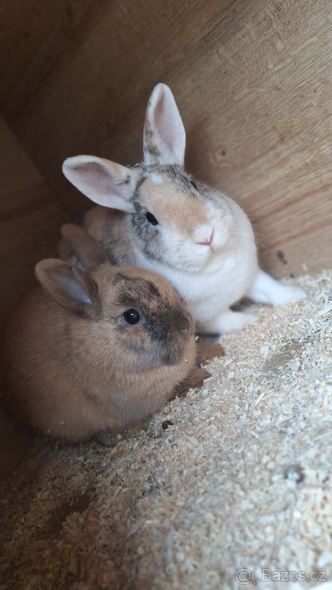 Zakrslý králíček - 2