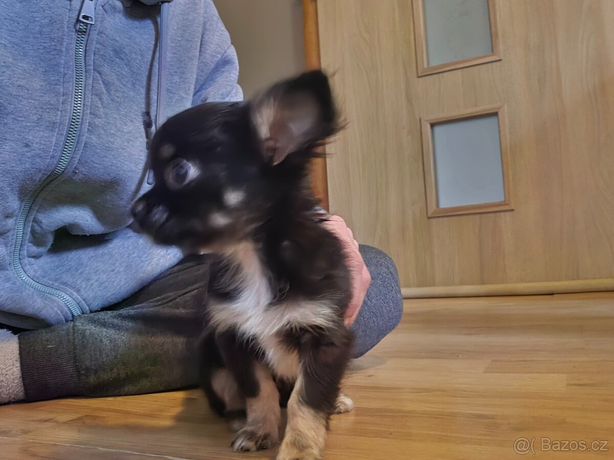 Čivava štěně - 2