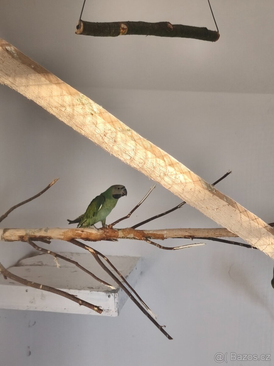 Alexandr vousatý - 2