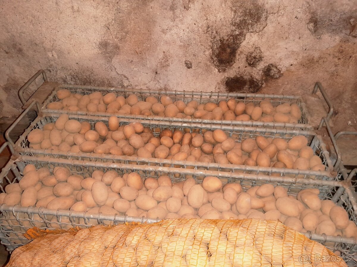 Sadbové brambory Antonie - 2