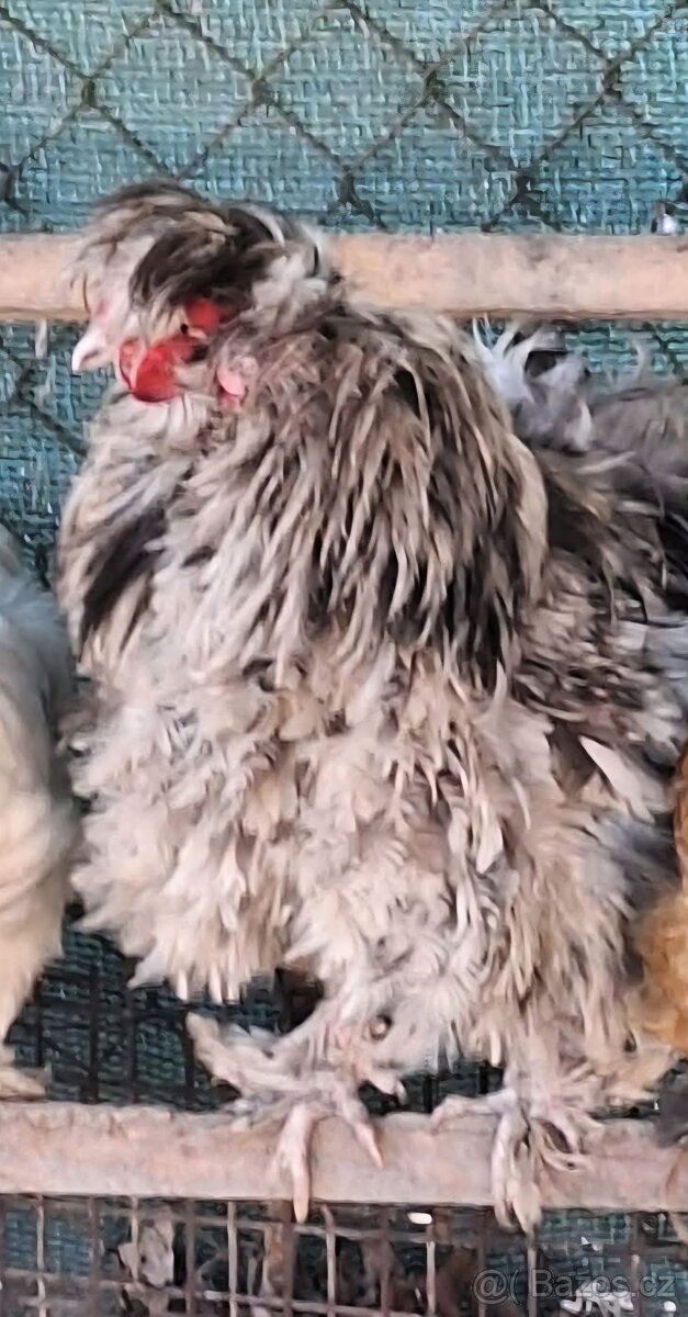 Kohouti hedvabnička - 2