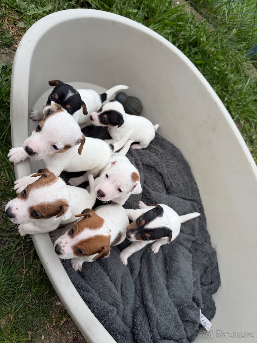 Jack Russell teriér - 2
