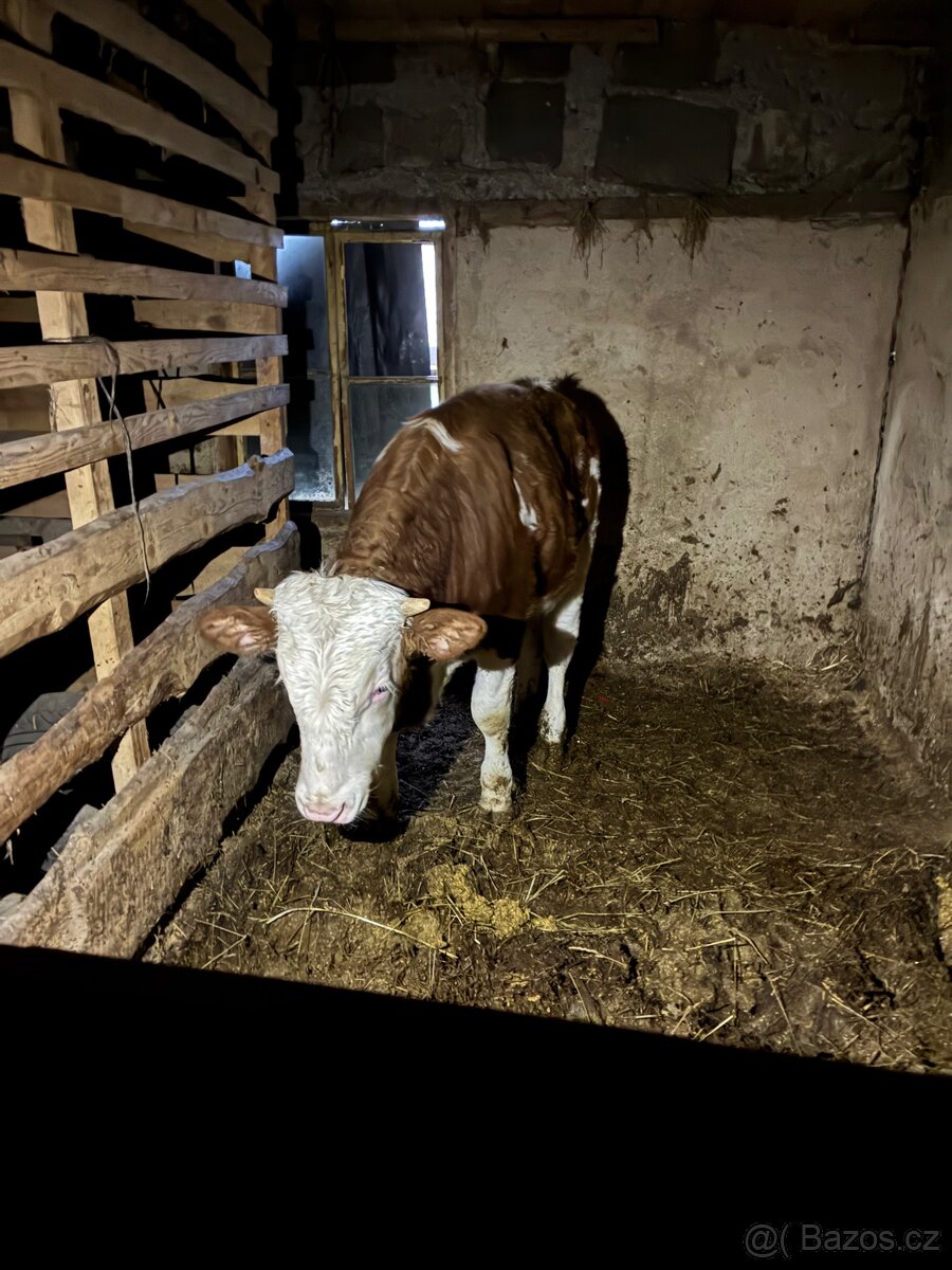 Koupím telata - 2