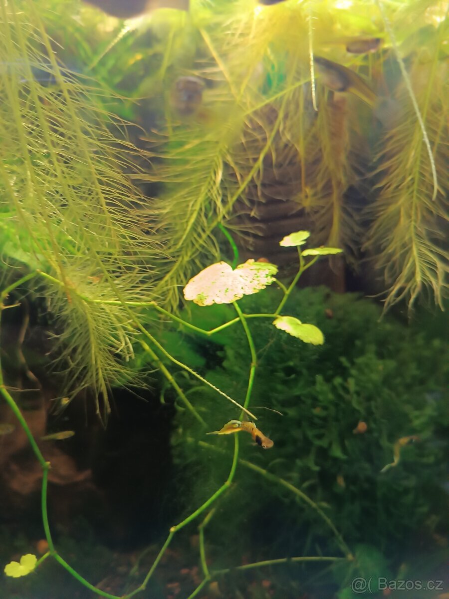 Endlerky Yellow tiger - 2