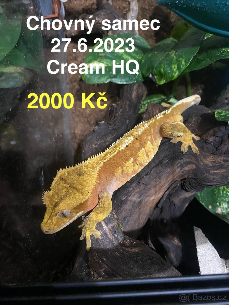 Pagekon Řasnatý - 2