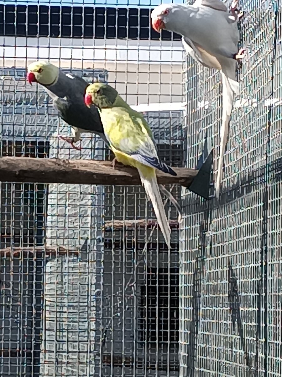 Alexandr malý 2025 - 2