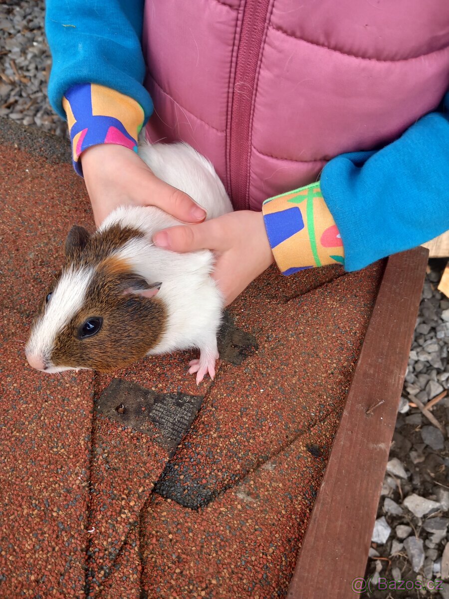 Hladkosrstá morčata - 2