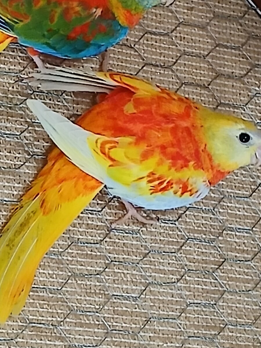 Neofema tyrkysova - 2