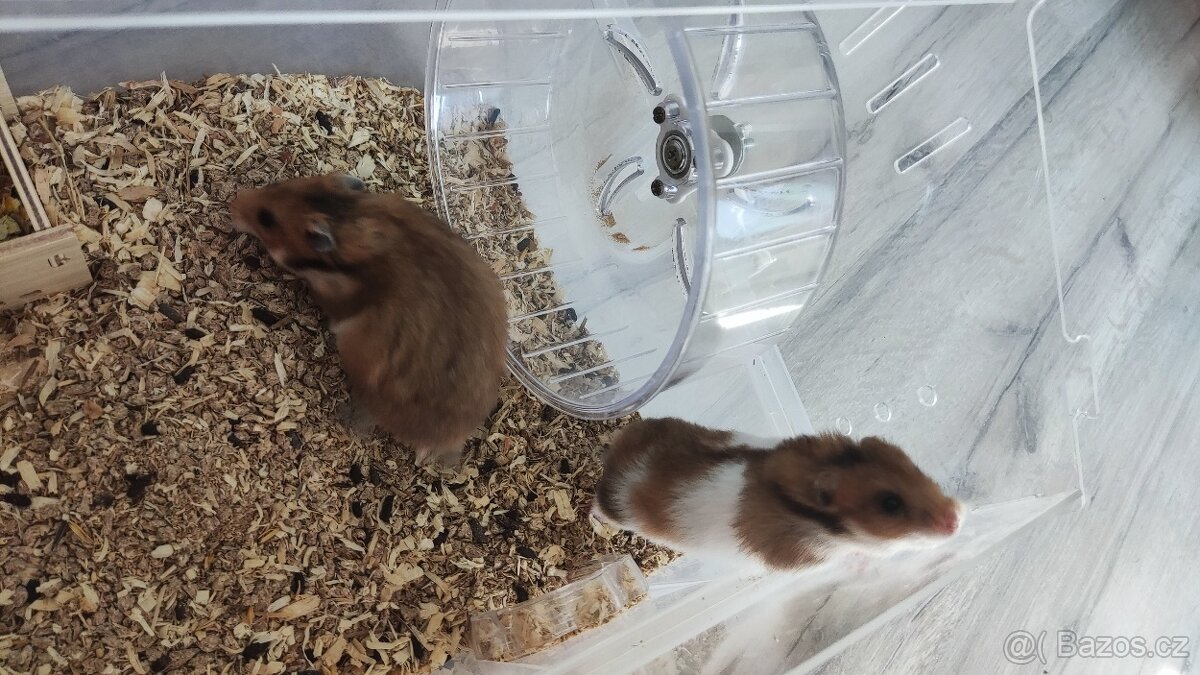 Křeček syrský - 2