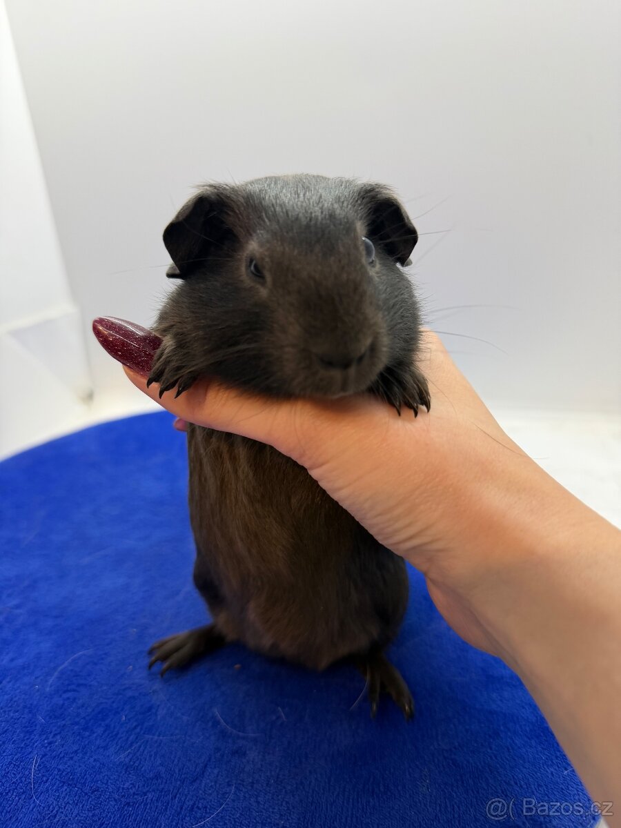 Morče hladké sameček solid aguti blue/amber - 2