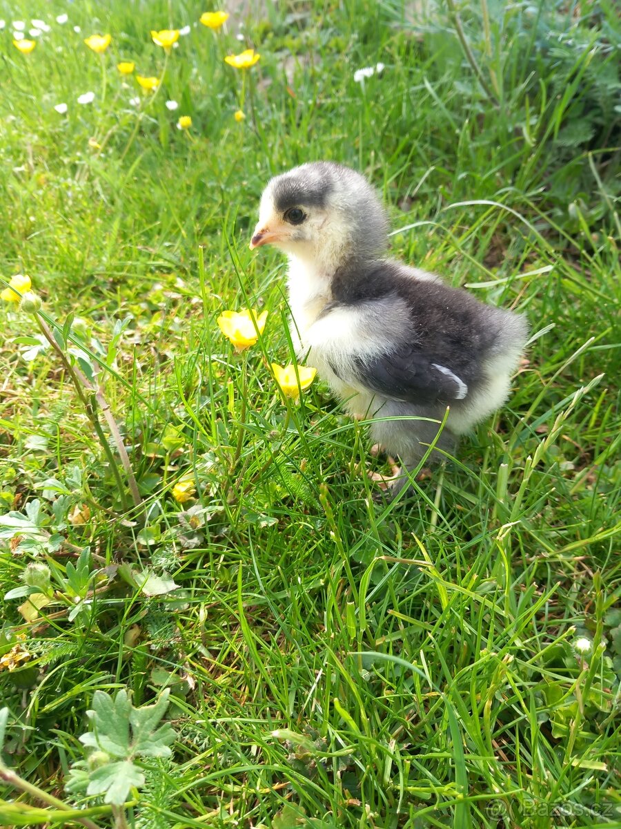 Brahmánka Velká kuřátka 🐥 - 2