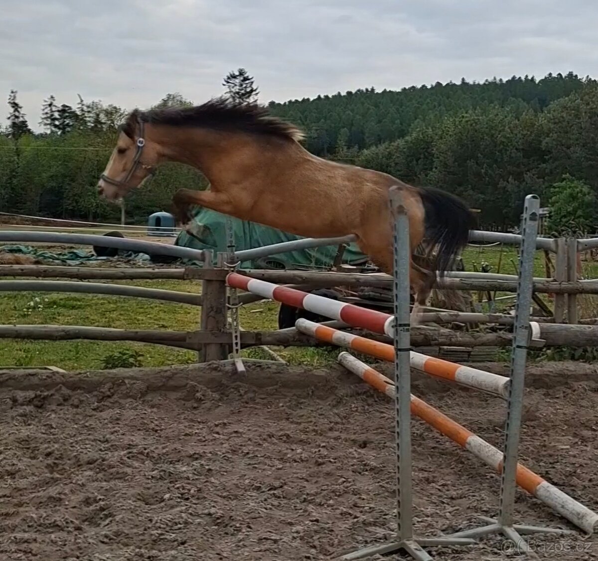 Pony A do sportu - 2