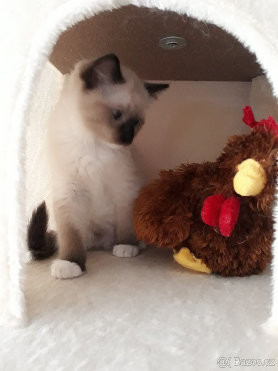 Ragdoll koťátka s PP - 2