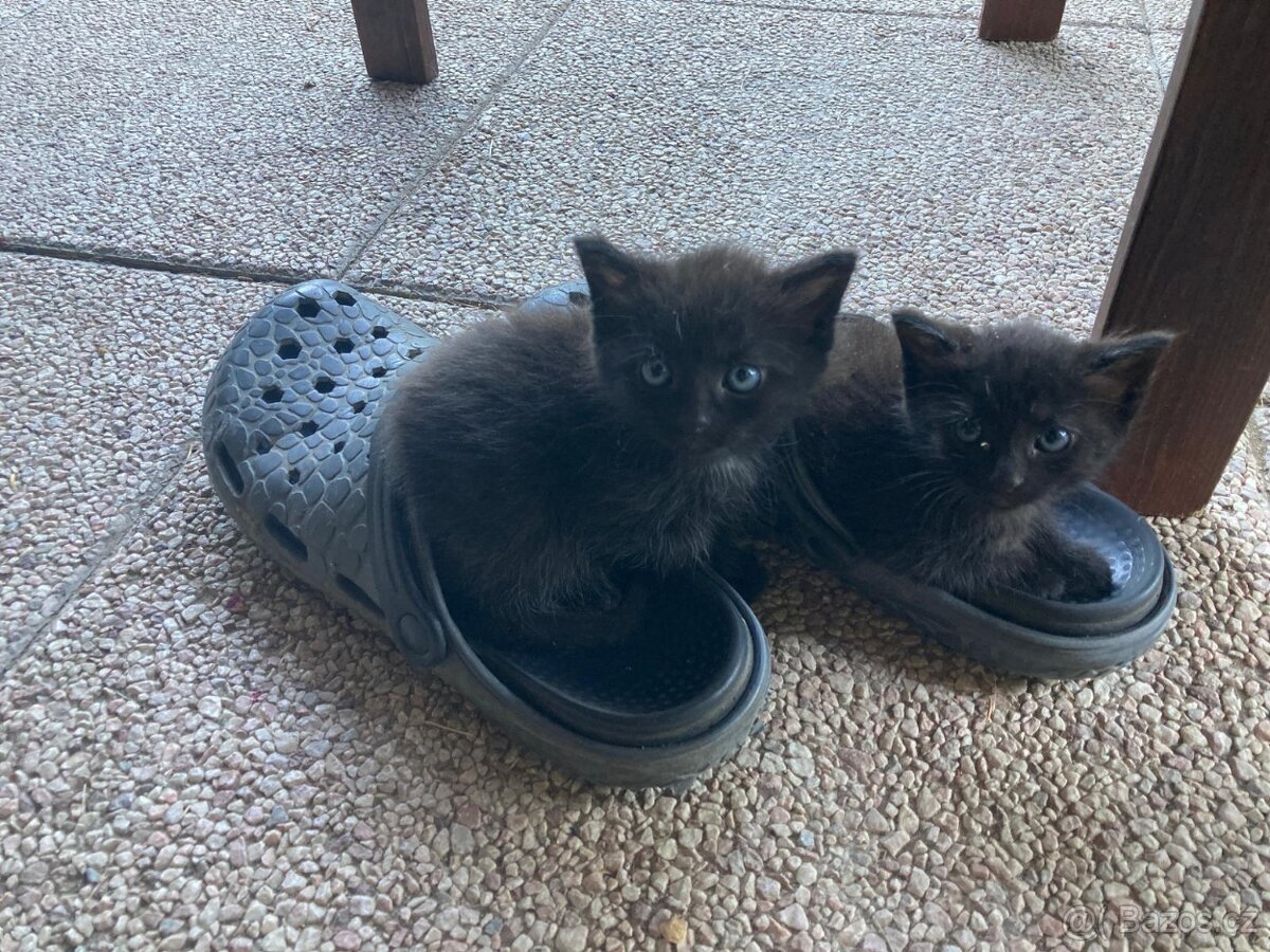 Koťátka k adopci - 2